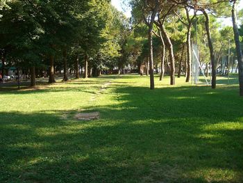 Trees in park