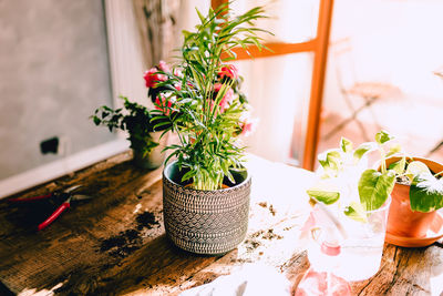 High angle view of potted plant on table