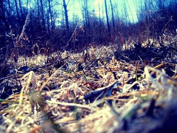 Bare trees in forest