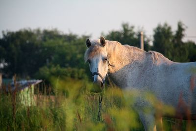 Horse on field against sky