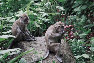 Monkey sitting in a forest