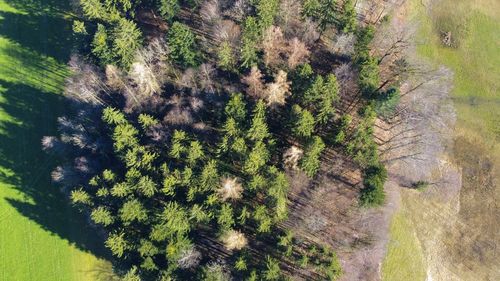 Close-up of plants growing on land
