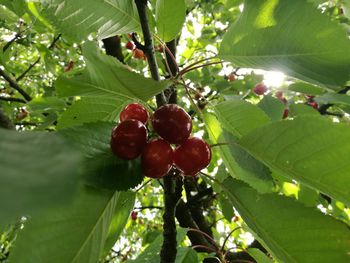 Low angle view of cherries on tree