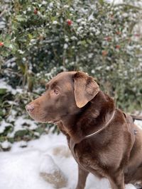 Close-up of dog looking away