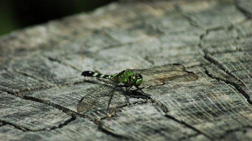 Close-up of dragonfly on wood