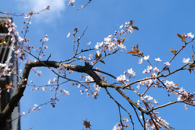 Low angle view of cherry blossom against blue sky