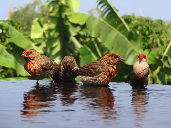 Close-up of birds in water