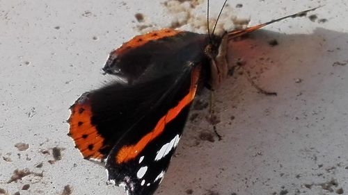 High angle view of butterfly on snow