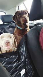 Portrait of dog sitting in car