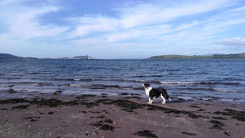 Dog on beach against sky