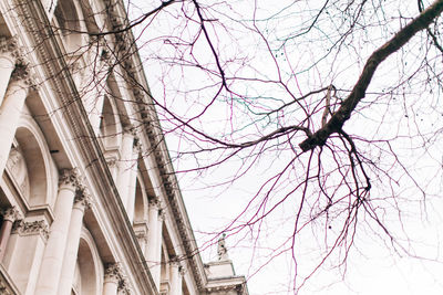 Low angle view of bare tree and building against sky