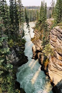 High angle view of river amidst trees at forest