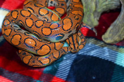 Close-up of multi colored cat