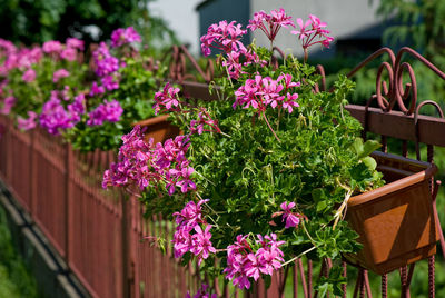 Close-up of pink flowers blooming outdoors