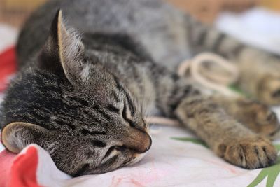 Close-up of a cat sleeping on bed