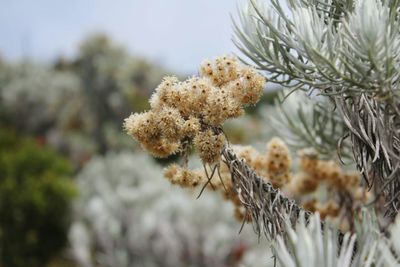 Close-up of snow on pine tree