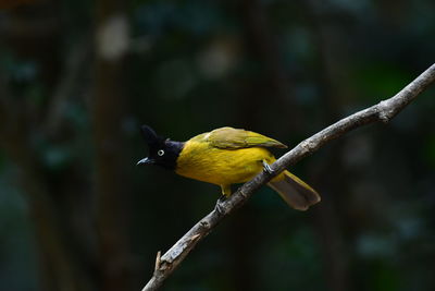 Close-up of bird perching on branch