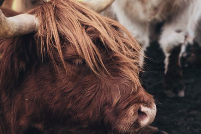 Close-up of a bull