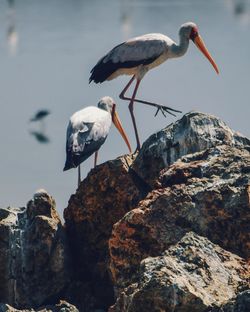 Yellow-billed stork at lake magadi, rift valley, kenya