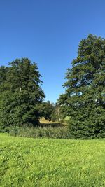 Trees on field against clear blue sky