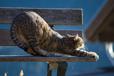 Close-up of cat relaxing on wood