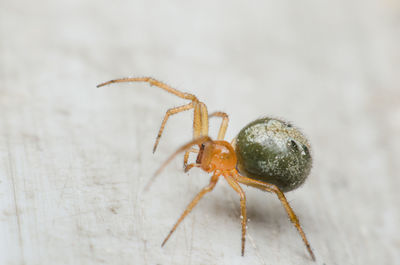 Close-up of spider