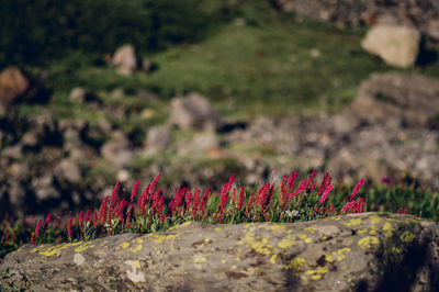 nature