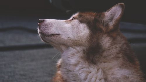 Close-up of dog