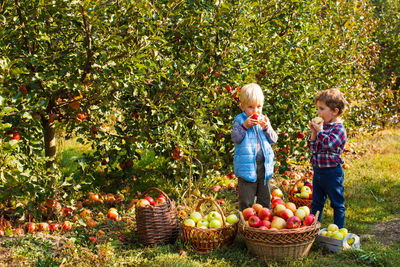 Children playing in basket by tree