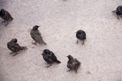 High angle view of birds on ground