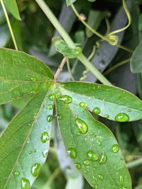 Close-up of wet plant leaves during rainy season