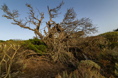 Low angle view of bare trees against clear sky