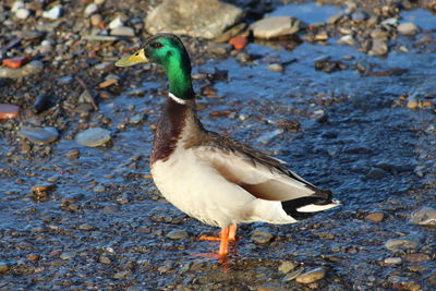 Close-up of a duck in lake