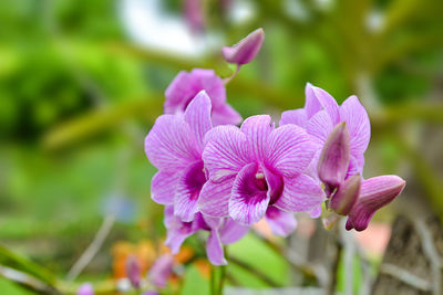 Close-up of pink flowering plant