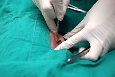 Cropped hand of veterinarian operating animal