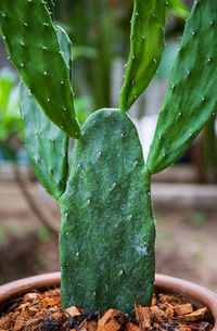 Green cactus.