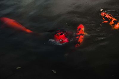 High angle view of koi carps swimming in lake