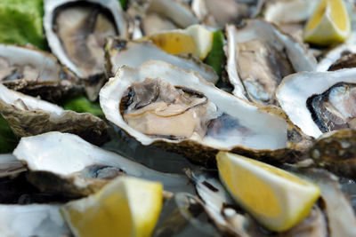 Close up of very fresh oyster -ostrea. shell