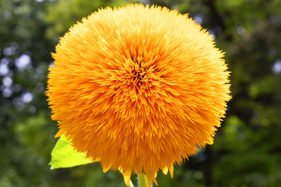 Close-up of dandelion flower