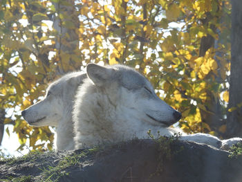 Wolves resting on field against trees