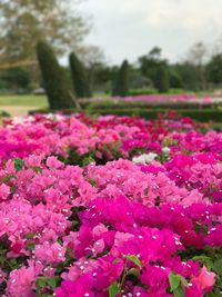 Close-up of pink flowers growing in field