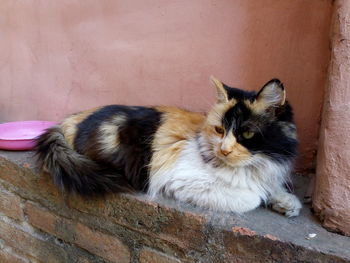 Portrait of cat resting on wall