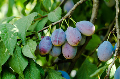 Close-up of fruits growing on plant