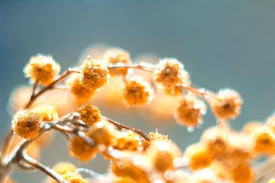 Low angle view of flowers against sky during sunset