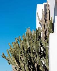 Low angle view of cactus against clear blue sky