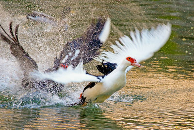 Close-up of three birds splashing water on lake