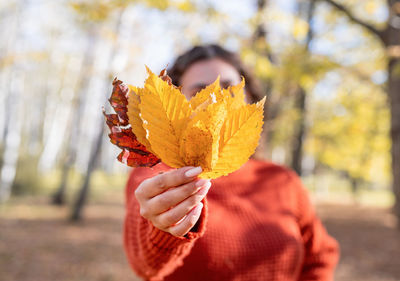 Close-up of hand holding maple leaves