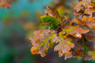 Close-up of leaves on plant during autumn