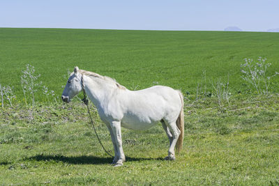 Horse grazing on field