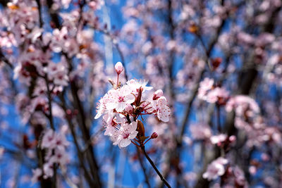 Close-up of pink cherry blossom